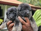 German Shepherd Puppies