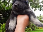 German Shepherd Puppies