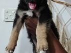 German Shepherd Puppies