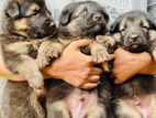 German Shepherd Puppies