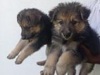 German shepherd puppies