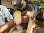 German Shepherd Puppies