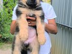 German Shepherd Puppies