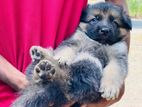German Shepherd Puppies