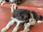 German Shepherd Puppies