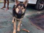 German Shepherd Dog