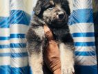 German Shepherd Puppies