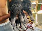 German Shepherd Puppies