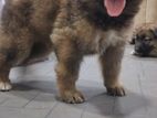 German Shepherd Puppies