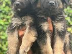 German Shepherd Puppies