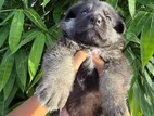 German Shepherd Puppies