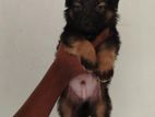 German Shepherd Puppies