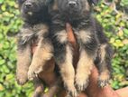 German Shepherd Puppies