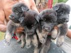 German Shepherd Puppies