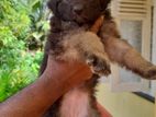 German Shepherd Puppies