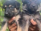 German Shepherd Puppies