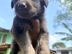 German Shepherd Puppies