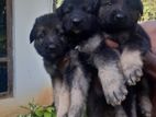 German Shepherd Puppies