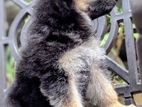 German Shepherd Puppies
