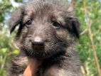 German Shepherd Puppies