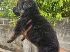 German Shepherd Puppies
