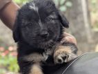 German Shepherd Puppies