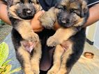 German Shepherd Puppies