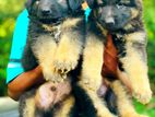 German Shepherd Puppies