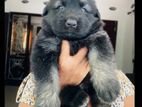 German Shepherd Puppies