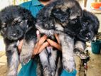 German shepherd Puppies