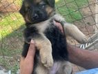 German Shepherd Puppies