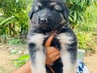 German Shepherd Puppies