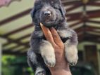 German Shepherd Puppies