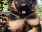 German Shepherd Puppies