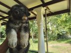 German Shepherd Puppies