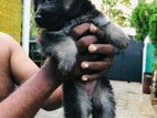 German Shepherd Puppies