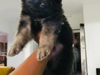 German Shepherd Puppies