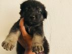 German Shepherd Puppies