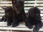 German Shepherd Puppies