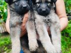 German Shepherd Puppies
