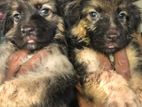 German shepherd Puppies