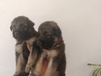 German Shepherd Puppies