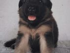 German Shepherd Puppies