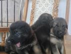German Shepherd Puppies