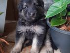 German Shepherd Puppies