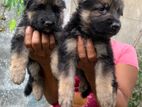 German Shepherd Puppies
