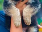 German Shepherd Puppies