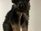 German Shepherd Puppies