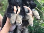 German Shepherd Puppies