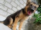 German Shepherd Puppies